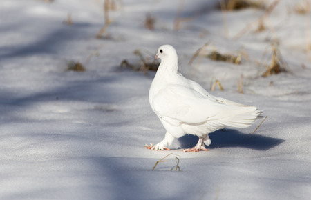 70215214 - white dove in the snow in the winter