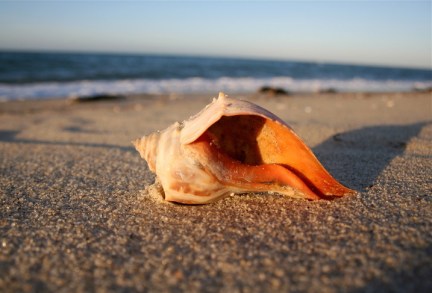 conchshell on Beach