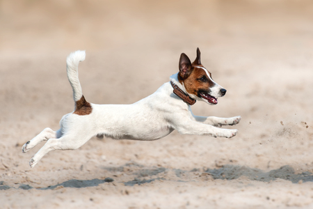 85016325 - jack russell terrier run and jump on beach