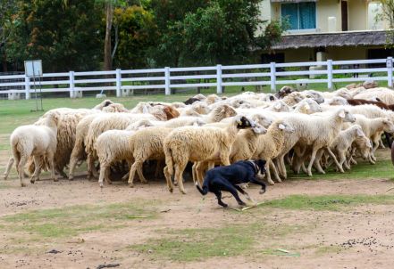 36799992 - sheep dog run herding sheeps in the farm