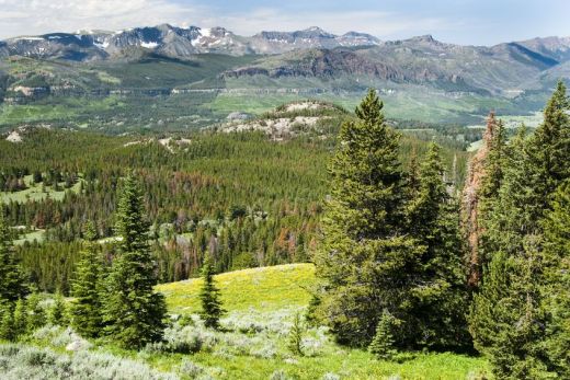 5532903 - view of alpine wildflowers along the beartooth highway in wyoming.