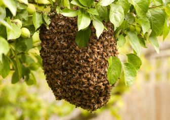5049295 - swarm of bees visiting an apple tree in their thousands