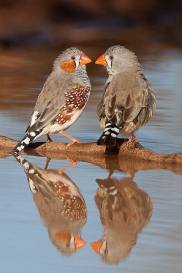 Birds Reflection
