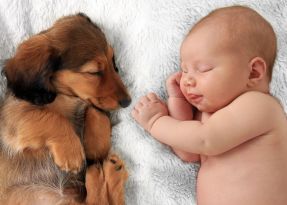 43041676 - newborn baby girl  and dachshund puppy asleep on a white blanket.