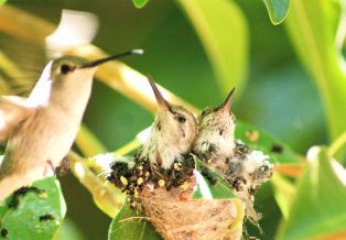5652937 - mother humming bird feeding her babies
