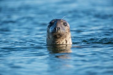 41516623 - common seal in the sea