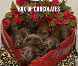 box of chocolates