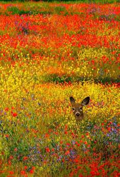 Deer in the wild flowers