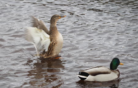 67219846 - duck flaps its wings on the lake