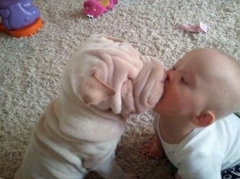 puppy baby kiss