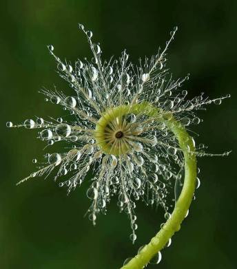 fiddlehead fern with dew