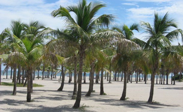 coconut palms on crandon beach