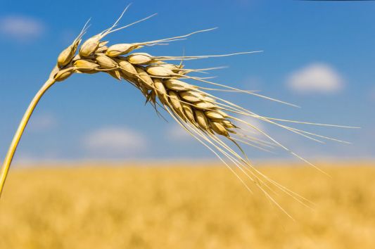 Ear of wheat