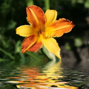 2337492 - yellow-orange day-lily and its reflection in water.