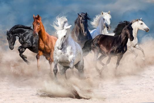 horses