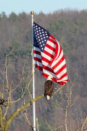 American Flag and Eagle.jpg