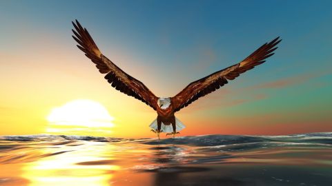 9708844 - bald eagle